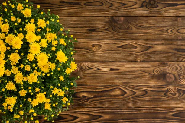 Photo of Potted yellow chrysanthemum on a rustic table
