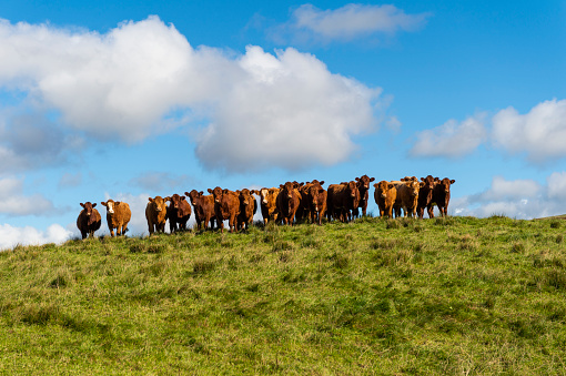 Beef cattle in Dumfries and Galloway, south west Scotland