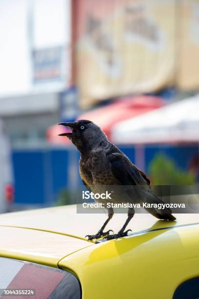 A Western Jackdaw With Open Beak On A Yellow Car Roof Blurred Urban Background Side View Stock Photo - Download Image Now