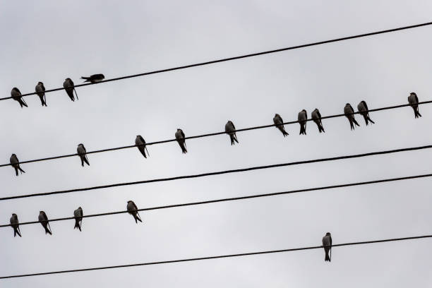 istock Swallows on wires, as seen from below 1044357704