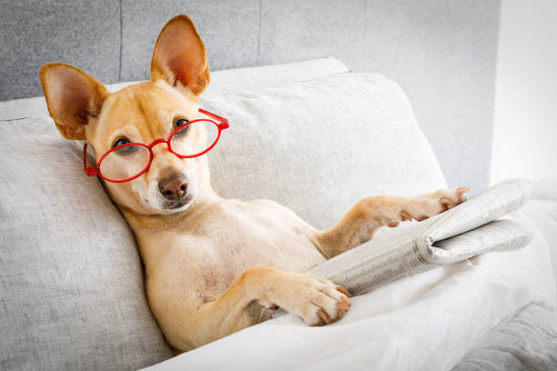 chien dans son lit, lisant le journal - chihuahua dog pets yawning photos et images de collection