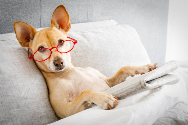 istock dog in bed reading newspaper 1044361554