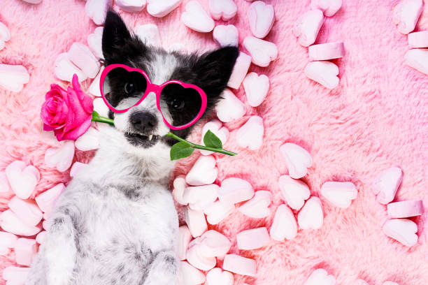 chien amour rose pour la saint-valentin - dog rose photos et images de collection