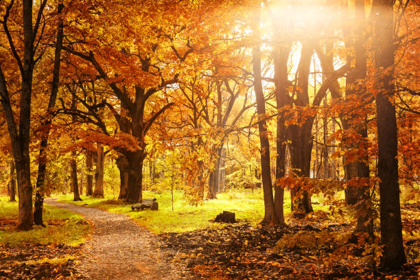 vecchia panchina di legno nel parco autunnale - deciduous tree forest tree nature foto e immagini stock