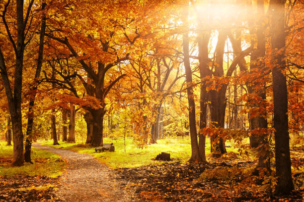 istock Old wooden bench in the autumn park 1044366918