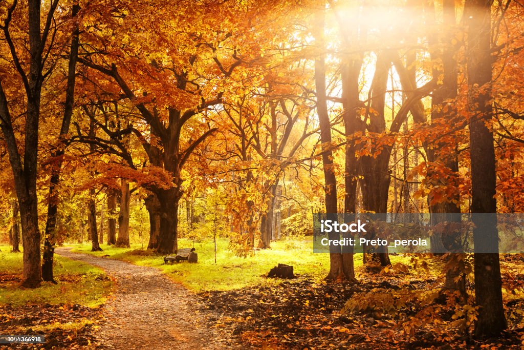 Old wooden bench in the autumn park Old wooden bench in the autumn park under colorful autumn trees with golden leaves. Beautiful fall background. Autumn Stock Photo