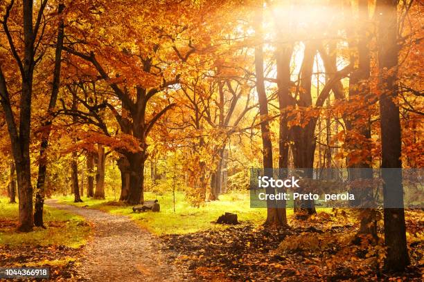 Old Wooden Bench In The Autumn Park Stock Photo - Download Image Now - Autumn, Falling, Forest
