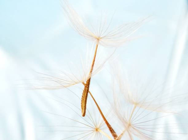 istock seed of the plant 1044367004