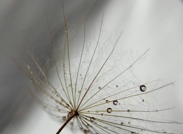 istock seed plants and drops of rain 1044367850