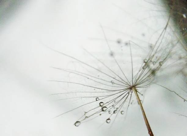 istock seed plants and drops of rain 1044368040