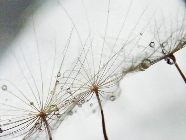 istock seed plants and drops of rain 1044368164