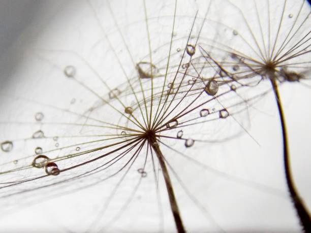 istock seed plants and drops of rain 1044368316