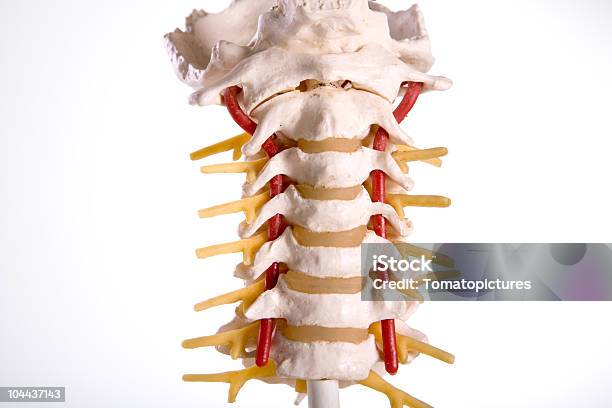 Kręgosłup Człowieka Lędźwiowe - zdjęcia stockowe i więcej obrazów Anatomia człowieka - Anatomia człowieka, Bez ludzi, Fotografika