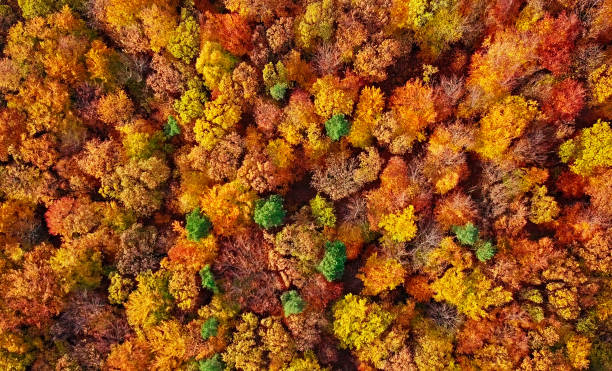 autumn forest aerial background made directly from above - forest autumn aerial view leaf imagens e fotografias de stock