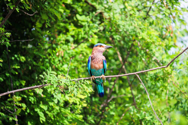 Indian roller bird, Sigiriya - Sri Lanka