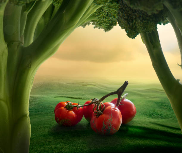 istock Huge tomatoes on the sunset field 1044377540