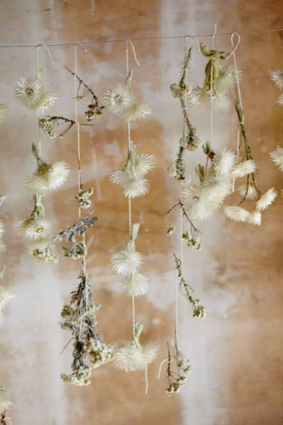 istock Dry Flowers RSA 1044387354