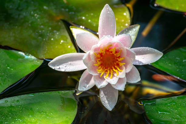 de manhã cedo do lírio rosa marliacea rosea. nymphaea sobe acima suas folhas verde-escuras. - lotus reflection flower single flower - fotografias e filmes do acervo