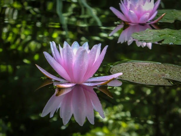 um nenúfar rosa marliacea rosea é refletida em um lago em um fundo de folhas escuras. - lotus reflection flower single flower - fotografias e filmes do acervo