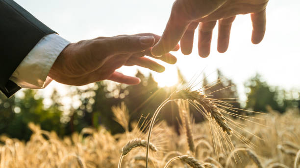 businessman holding protective hands over golden wheat ears - wheat freedom abundance human hand imagens e fotografias de stock