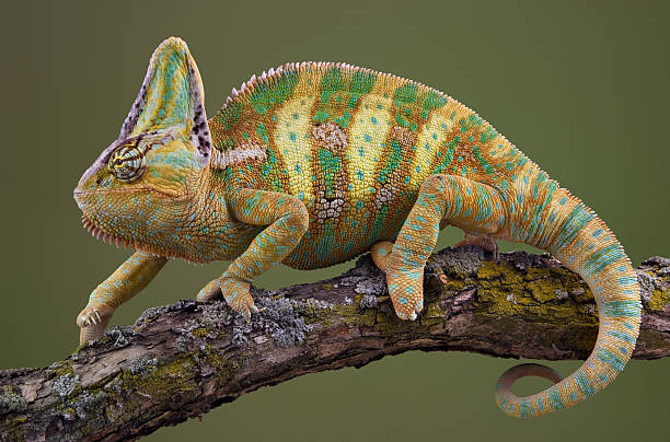 caméléon à pied - yemen chameleon photos et images de collection