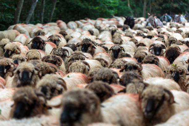 istock Flock of sheep in the road 1044391132