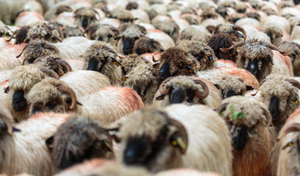 istock Flock of sheep in the road 1044391138