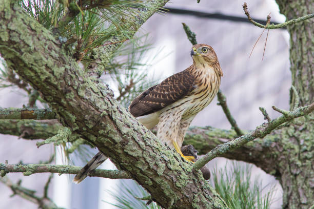 Cooper's hawk with prey Cooper's hawk with prey,  mourning dove galapagos hawk stock pictures, royalty-free photos & images