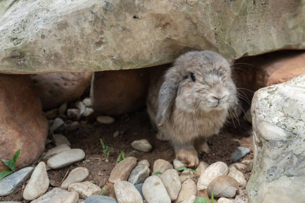 istock Holland Lop rabbit sneaks under a rock. 1044391984