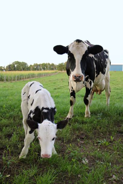 istock Holstein Cow with her newborn calf 1044392566