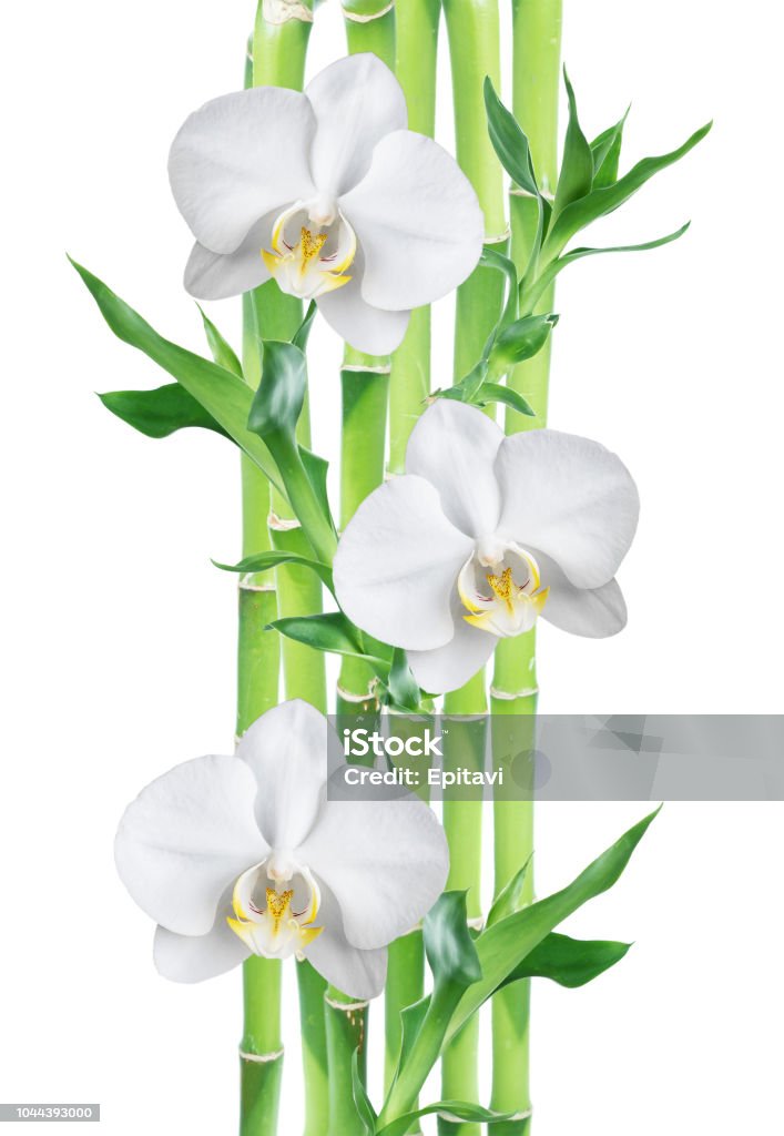Foto de Bambu Da Sorte E Três Flores De Orquídeas Brancas Sobre Fundo  Branco e mais fotos de stock de Asparagaceae - iStock