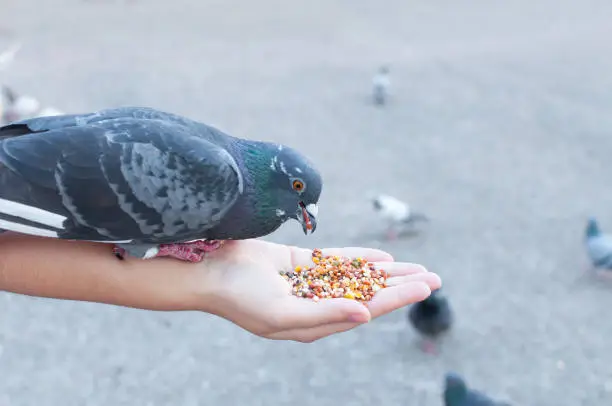 Photo of Pigeon eating from woman hand on the park,feeding pigeons in the park