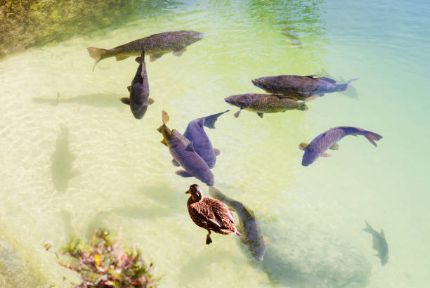 Wild ducks swim in the lake in muddy water, carp in the water