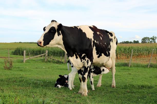 istock Holstein Cow with newborn twin calves 1044395690