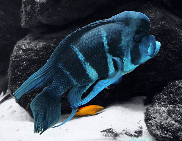 blue Cichlid and stones underwater scenery showing a big blue striped Cichlid in front of some dark stones cyphotilapia frontosa stock pictures, royalty-free photos & images