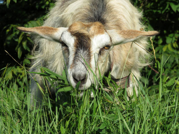 istock Goat grazing on a green meadow 1044399148