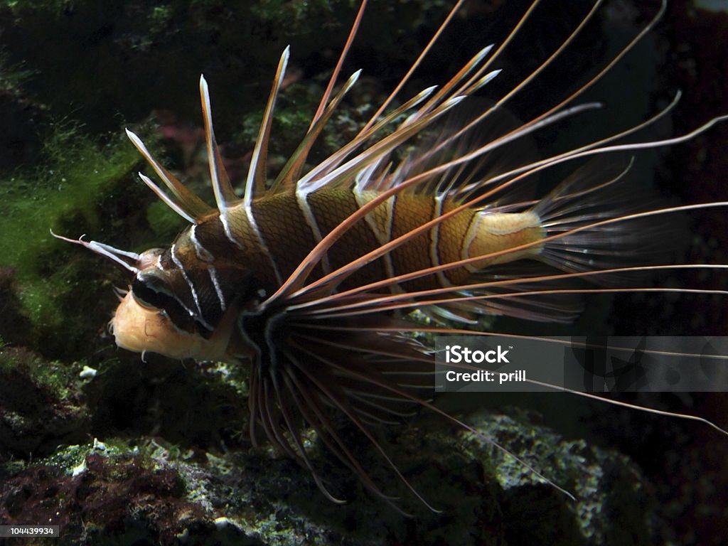 Pesce leone bianco e arancio - Foto stock royalty-free di Acqua