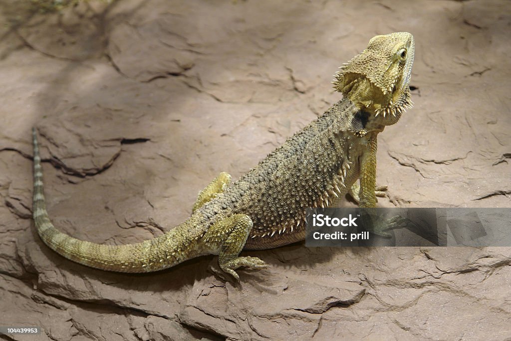 Lizard na superfície - Foto de stock de Amarelo royalty-free