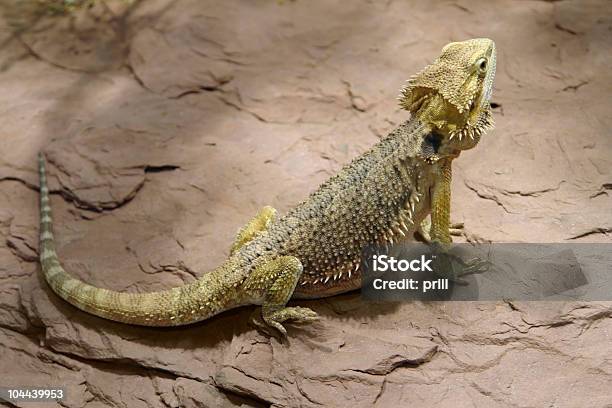 Foto de Lizard Na Superfície e mais fotos de stock de Amarelo - Amarelo, Amphibolurus Barbatus, Animais caçando