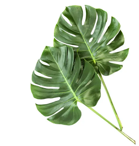 Green leaves of exotic plant monstera isolated on white background