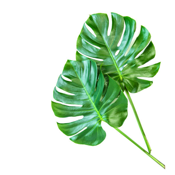 Monstera leaves white background Tropical exotic plant stock photo