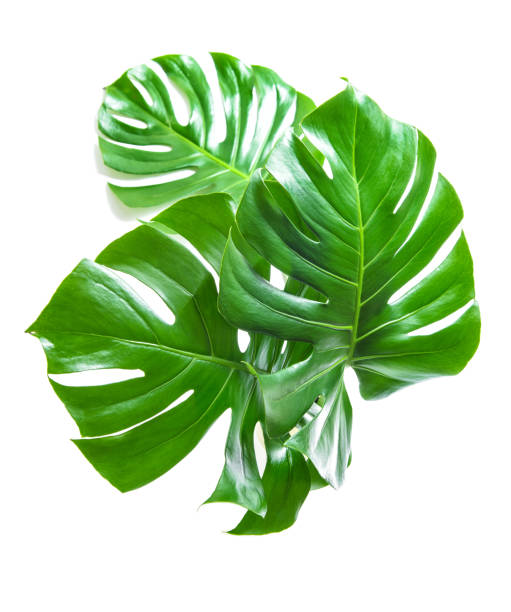 istock Green monstera leaves white background Tropical plant 1044403492