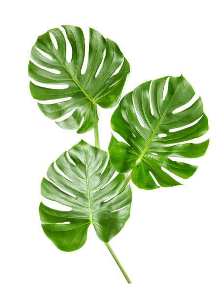 istock Monstera leaves white background Floral flat lay 1044404918