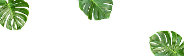 istock Monstera leaves isolated white background Floral banner 1044405378
