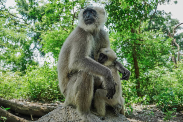 istock Monkey Mother and child. India 1044405424