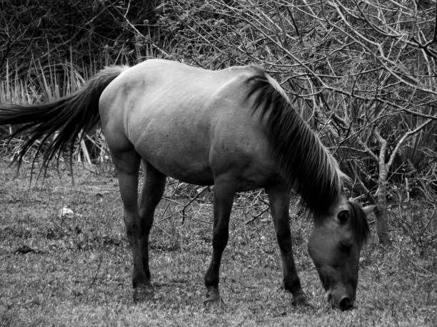 istock Horse in black and white. 1044408502