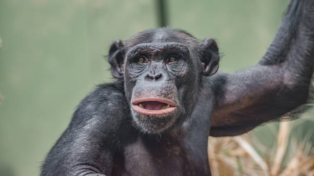 Portrait of curious Chimpanzee like asking a question, at black background Portrait of curious Chimpanzee like asking a question, at black background, extreme closeup, details, paste space serious monkey stock pictures, royalty-free photos & images