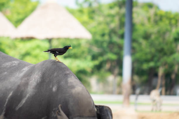 istock Black bird on Buffalo Rhino back in safara 1044418066
