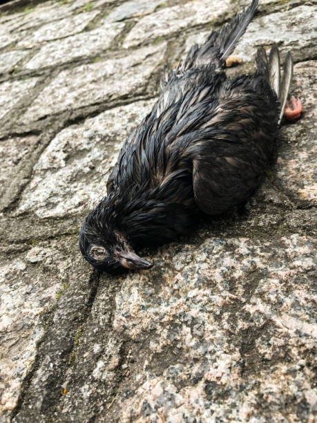 istock pigeon, dead bird, dead nature, fallen on the sidewalk. 1044422426