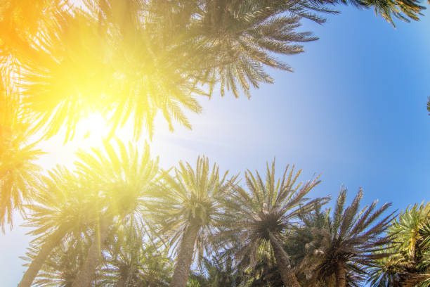 sun rays through palm trees on a tropical beach - sub tropical climate imagens e fotografias de stock